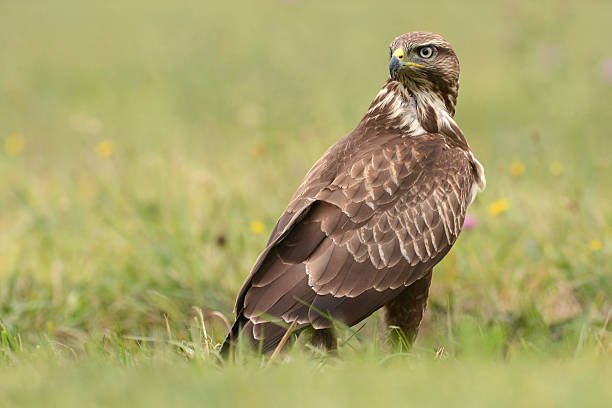 Latest Feedbuzzard Com