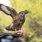 Feedbuzzard Advertising