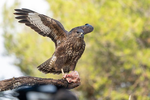 Feedbuzzard Advertising